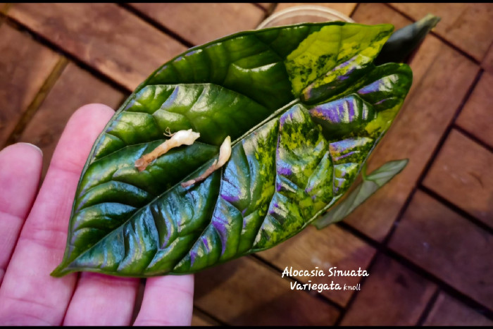 Alocasia Sinuata Variegata KNOLL :: olsengodtplanta